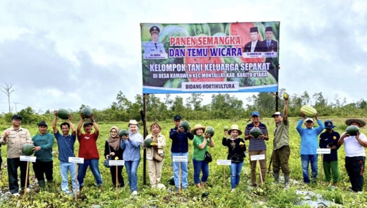 Kepala Dinas Pertanian Barito Utara didampingi para pejabat lainnya serta ketua Poktan Keluarga Sepakat memanen semangka tanpa biji di Desa Kamawen Kecamatan Montallat, Sabtu 2 Desember 2023.(ist)