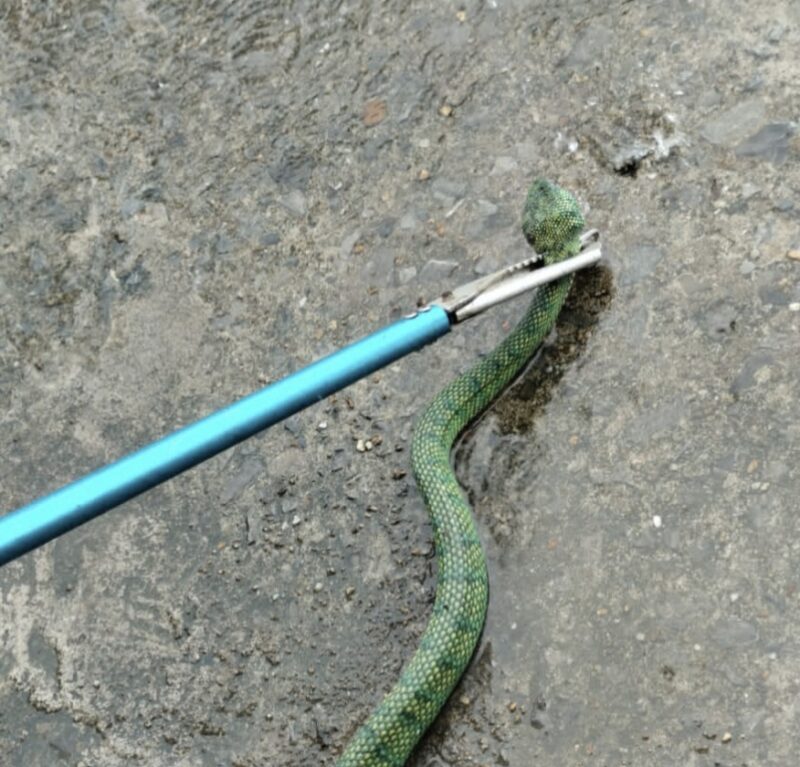 Petugas Dinas Pemadam Kebakaran dan Penyelamatan (Damkarmat) Kabupaten Barito Utara, Kalimantan Tengah, mengevakuasi seekor ular Viper Hijau dari gudang mebel di Kelurahan Lanjas, Kecamatan Teweh Tengah, Kamis 11 Januari 2024.(ist)