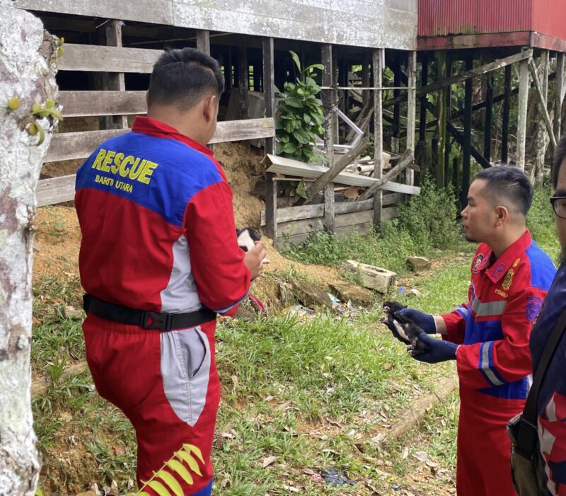 Personel Dinas Damkarmat Barito Utara mengevakuasi anak anjing liar dan ular kobra dari rumah  warga  Kelurahan Melayu, Kecamatan Teweh Tengah, Sabtu 30 Maret 2024.(tegaklurus.net/melki) 