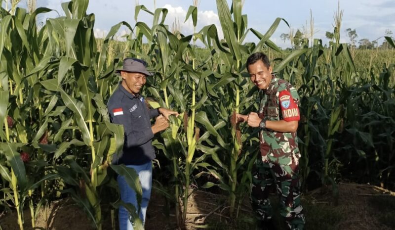 Dandim 1013 Muara Teweh, Letkol (Inf) Agussalim Tuo didampingi Kadis Pertanian Sugeng meninjau sentra kebun l jagung di Desa Mampuak, Kamis 4 Januari 2024.(Tegaklurus.net/Melki)