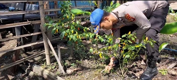 Ditpolairud Polda Kalteng melalui KP XVIII-1004, mendukung dan mengembangkan pembibitan tanaman semusim bagi masyarakat di desa binaan, Jumat, 23 Mei 2025. (ist : Ditpolairud Polda Kalteng)