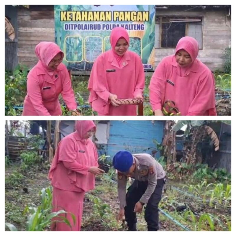 Ditpolairud Polda Kalteng  KP XVIII-1004 bersama Bhayangkari Cabang Dirpolairud mendukung dan mengembangkan pembibitan lombok untuk ketersediaan stok kebutuhan masyarakat, Rabu, 25 Juni 2025.(ist : Ditpolairud Polda Kalteng) 