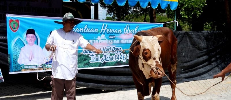 Pemkab Barito Utara menerima bantuan sebanyak 30 ekor sapi kurban dari Pemprov Kalteng. Bantuan diterima oleh Sekda Barito Utara Muhlis, Rabu, 4 Juni 2025.(ist : Diskominfosandi Barito Utara)