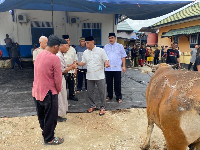 Memperingati Hari Raya Idul Adha 1446 Hijriah, Polres Barito Utara menyediakan 17 ekor sapi kurban. 10 ekor sapi disembelih dan tujuh ekor disumbangkan ke beberapa masjid. Penyembelihan hewan kurban berlangsung  di Mapolres Barito Utara, Sabtu, 7 Juni 2025.(ist : Humas Polres Barito Utara) 