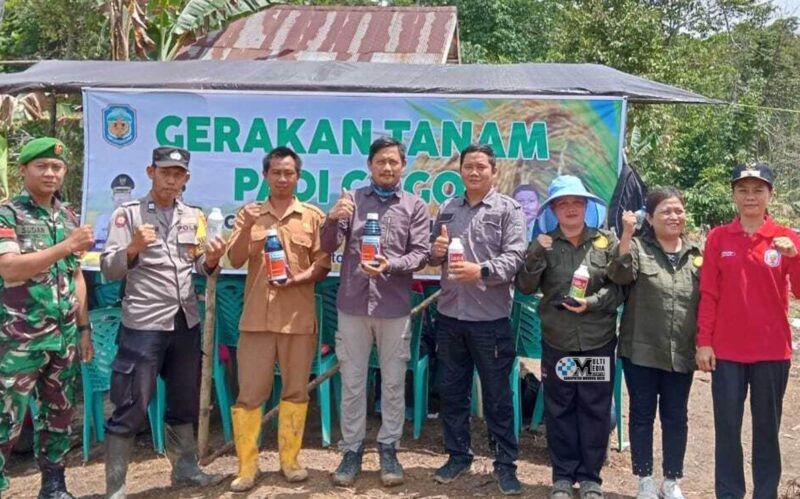 Dorong Ketahanan Pangan Lewat Tanam Padi Gogo