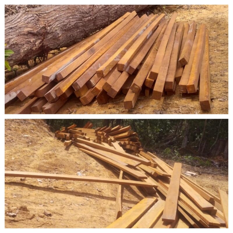 Ilegal logging di perbatasan Kalteng-Kaltim di Desa Benangin II, Kabupaten Barito Utara. Kayu ulin ditebang.(Dok pribadi pewaris hak ulayat adat keluarga Nyono/tegak lurus.net)
