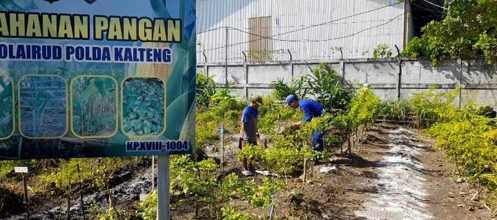 Ditpolairud Polda Kalteng KP XVIII-1004 mewujudkan ketahanan pangan di desa binaan untuk meningkatkan ketersediaan makanan dan sayuran sehat serta bergizi di Sampit, Jumat (12/12/2025).(ist/Ditpolairud Polda Kalteng)