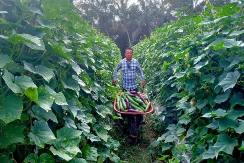 Anggota DPRD Barito Utara/Partai Demokrat Ardianto, berada di lahan hortikultura milik seorang petani di Desa Trinsing, Kecamatan Teweh Selatan, Kamis, 20 November 2025.(dok) 
