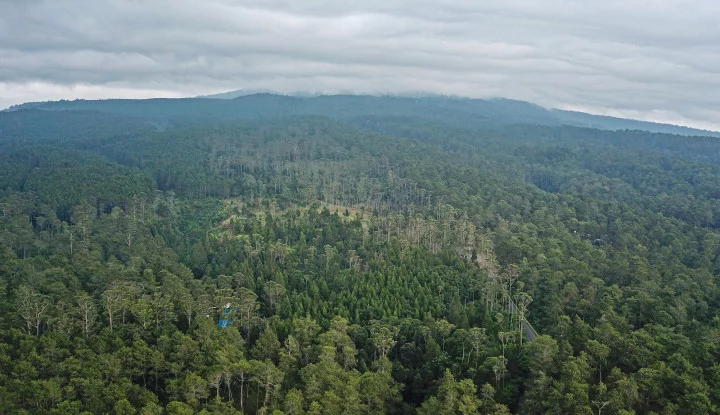 Salah satu kawasan hutan di Kabupaten Barito Utara, Kalimantan Tengah.(Foto ISTIMEWA/Tangkapan layar Warta Ekonomi.Co.Id) 