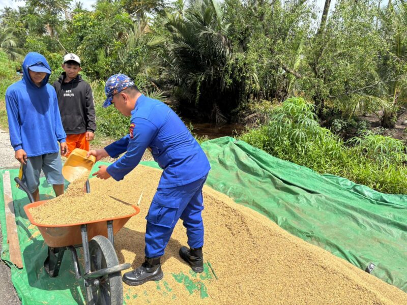Kegiatan humanis Ditpolairud Polda Kalteng membantu masyarakat memanen padi di wilayah Samuda, Kabupaten Kotawaringin Timur, Minggu, 10 Mei 2026.(Foto Ditpolairud Polda Kalteng) 