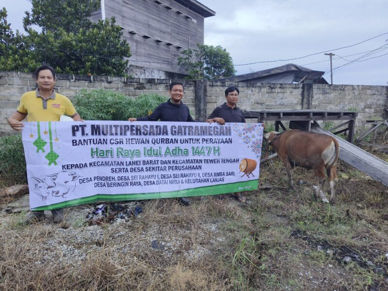 Perusahaan besar sawit (PBS) dan Pabrik Pengelolaan Kelapa Sawit (PKS) PT. Multipersada Gatramegah atau MPG merayakan Idul Adha  1447 H dengan membagikan 13 hewan kurban di lingkungan masyarakat dan karyawan, Rabu, 27 Mei 2026.(Foto Ist/PT MPG) 
