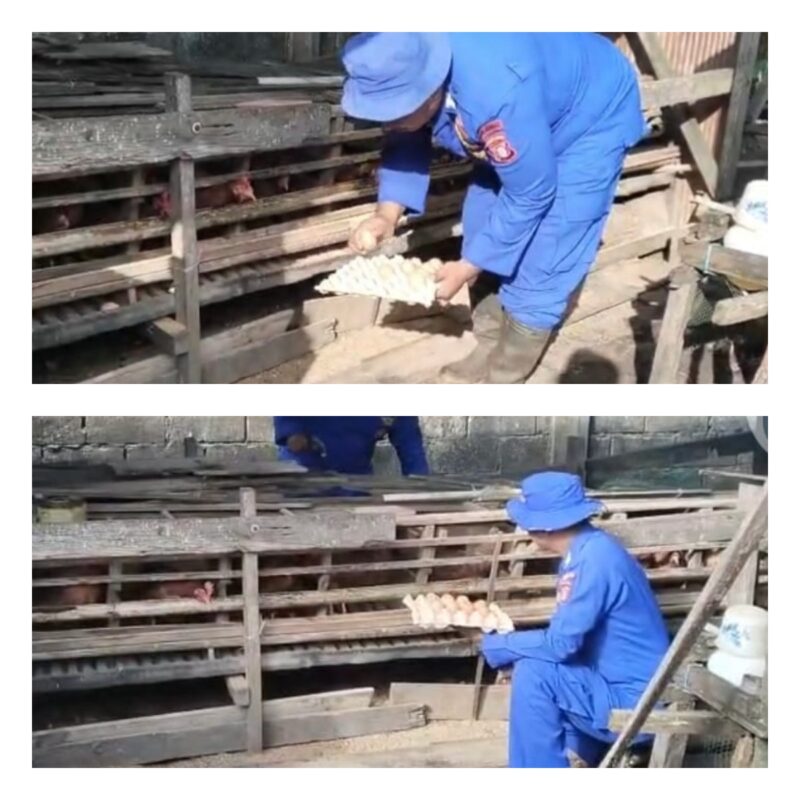 Demi mendukung ketahanan pangan nasional, Ditpolairud Polda Kalteng Mako Perwakilan Batanjung mengedukasi masyarakat berkaitan dengan budidaya ayam petelur di Desa Batanjung, Kabupaten Kapuas, Kamis, 23 Juli 2026.(Foto/Mako Perwakilan Batanjung Ditpolairud Polda Kalteng)